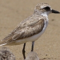 Greater Sand Plover W1?<br />Canon EOS 7D + EF400 F5.6L